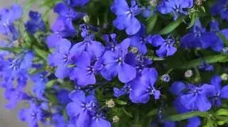 Lobelia przylądkowa