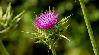 Kwiat ostopestu plamistego