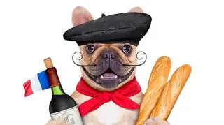 Karma dla buldoga francuskiego