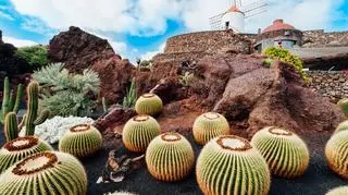 Kaktusy na Lanzarote