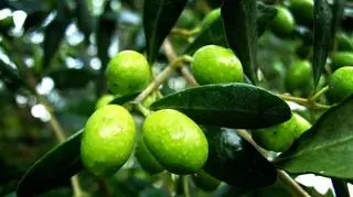 Najstarsze drzewo oliwne na świecie