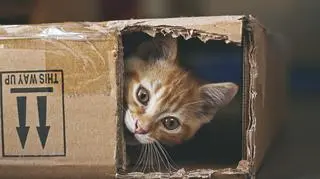 Kot w pudełku