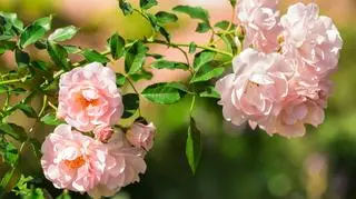 Dzika róża uspakaja serce