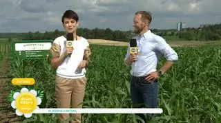 Zrównoważone rolnictwo. Czy można ekologicznie produkować mięso wieprzowe?