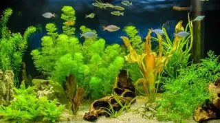 Rośliny akwariowe