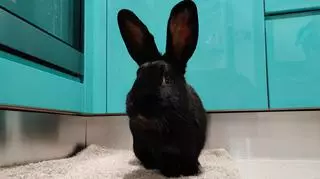 Wyjątkowe króliki, które potrzebują pomocy. Jak je adoptować? 