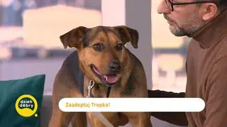 Jak wyeliminować u psa gryzienie i szczekanie? Rady behawiorysty