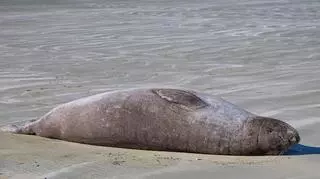 35 martwych fok na polskim wybrzeżu. Leżały tydzień na plaży