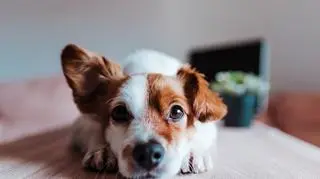 Kraków. Kobieta mieszkała na 20 metrach z 57 psami