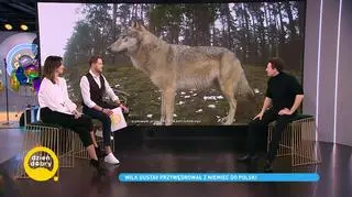 Romantyczny wilk Gustav przebył 10 tys. km, by znaleźć partnerkę. Czy uda mu się założyć rodzinę?