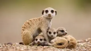 Jak wygląda surykatka? Ciekawostki, hodowla