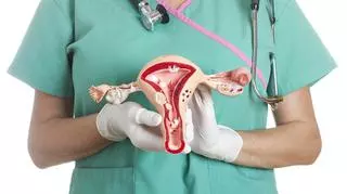 ginekolog trzyma model macicy