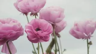 Różowy kwiat jaskieru