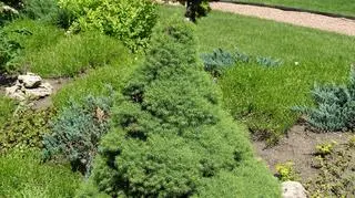 Zielony krzak w ogrodzie