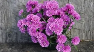 Jesienne kwiaty - jakie rośliny wtedy kwitną? | Dzień Dobry TVN