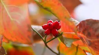 Czerwony owoc derenia