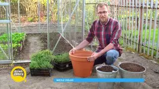 Jak stworzyć ziołowy ogródek? Wystarczy przestrzegać prostych zasad