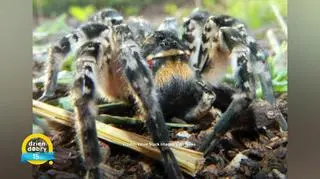 W Polsce pojawiły się tarantule. Biolog: "Następuje wędrówka wielu gatunków na północ" 