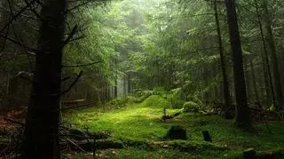 Lubisz ekstremalne doznania? Możesz przenocować w lesie. "To pomysł na spędzenie czasu na łonie natury"