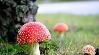 Muchomor czerwony w lesie