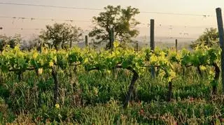 ogród, rośliny, drzewa, kalendarz biodynamiczny