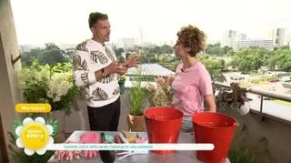 Jak dbać o rośliny balkonowe? Nawożenie, podlewanie, sadzenie