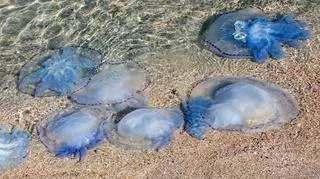 Poparzenie przez meduzę – jakie środki należy zastosować?