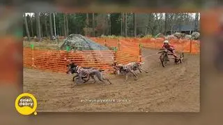 Psie zaprzęgi - wyjątkowy i wymagający sport. Co to jest bikejoring i skijoring?
