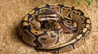 Pyton królewski w toalecie. "Nie wiadomo, skąd się tam wziął"