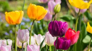 Różnokolorowe tulipany rosnące w ogrodzie. 