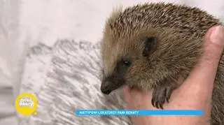 Na ratunek jeżom. Poznaj panią Renatę, która pomaga rannym i porzuconym zwierzątkom