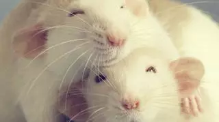 Sennik. Co zwiastuje sen o szczurach?