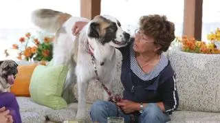 Jak uchronić zwierzę przed kleszczem?