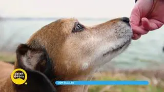 Leo po wielkiej tragedii znalazł kochający dom. "Nie planowałem adopcji, to był impuls"