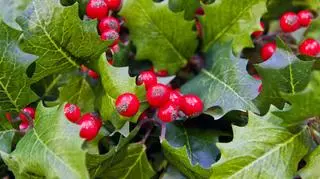 Ostrokrzew pokryty owocami