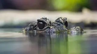 Karmienie krokodyli we wrocławskim Afrykarium. Czy Bartek Jędrzejak sprostał zadaniu?