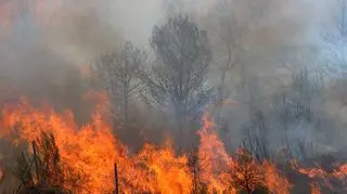 pożar lasu