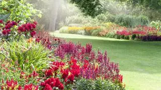 Ogród pełen kolorowych kwiatów i krzewów