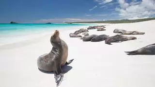 Wyspy Galapagos – zwierzęta, zwiedzanie, atrakcje i ciekawostki