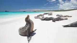 Wyspy Galapagos - co warto tam zobaczyć?