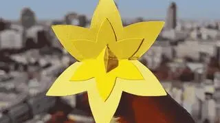 żonkil