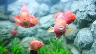 rybki w akwarium