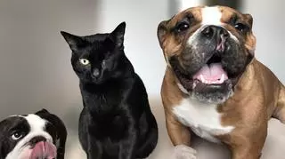 psy i kot