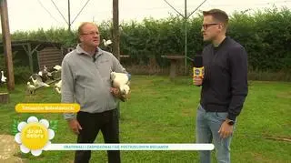 Pomaga bocianom, które ktoś rani wiatrówką. "Nie rozumiem, jak można strzelać do zwierząt" 