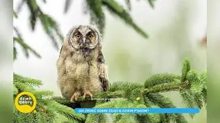 Pobudka o 4 rano i godzinne oczekiwanie - tak dla perfekcyjnego ujęcia poświęca się fotograf ptaków