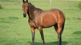 Koń