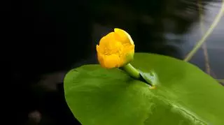 Żółty kwiat grążela żóltego
