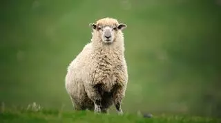 Co oznacza sen o owcy? Poznaj analizę i interpretację według sennika