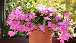 Rhipsalis, który stoi na parapecie 