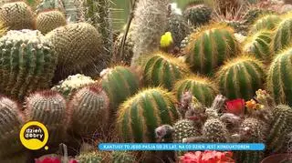 Ireneusz Paduch i jego 800 kaktusów: "One kochają słońce"
